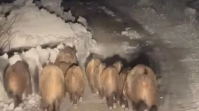 Siirt'te yaban domuzu sürüsü karlı yolda görüntülendi