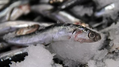 "Bu hamsi başka!" dedirten o detay