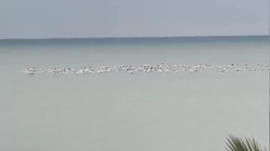 Sakarya'nın Karadeniz sahilinde flamingolar görüntülendi