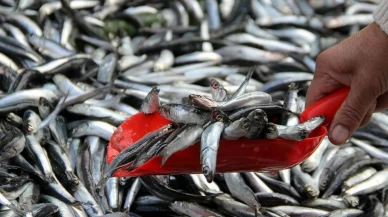 Hamsinin kulağına kar suyu kaçtı! Balıkçılardan uyarı, tek bir sırrı var