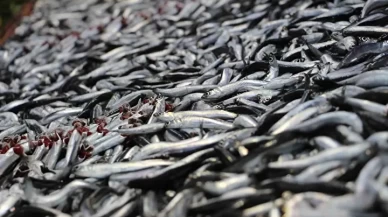 Fırtına sonrası hamsiler tezgaha yeniden döndü