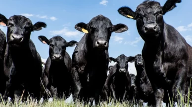 Hayvan sahipleri paniklemeyecek ama kurallara uymak zorunda!