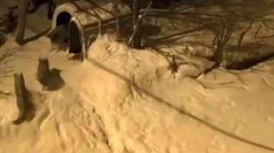 Artvin'de bekçi köpeğinden efsanevi cesaret: 6 kurdu uzaklaştırdı!