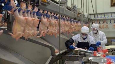 Tavuk eti ve yumurtası üretiminde ivme: Kasım’da yüzde 7,9 ve 3,4 artış!