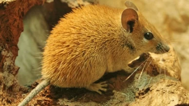 Rüyada Fare Görmek Ne Anlama Gelir?