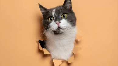 Dünya Kediler Günü'nde kedilerin eşsiz yetenekleri ve ilginç gerçekler!