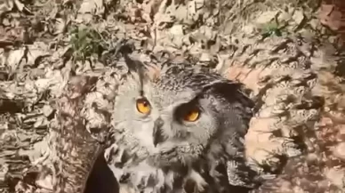 Elazığ'da bir vatandaşın 'fıstık' diye sevdiği puhu kuşu ekiplere teslim edildi