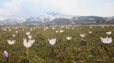 Muş Ovası’nda renk cümbüşü başladı! Baharın ilk müjdesi yüzünü gösterdi