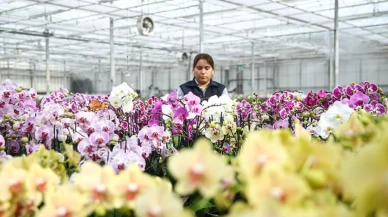 Çukurova'da Sevgililer Günü mesaisi! Seralarda yoğunluk zirve yaptı