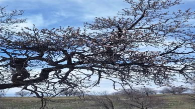 Şubat güneşi doğayı erken uyandırdı! Diyarbakır’da badem ağaçları çiçek açtı