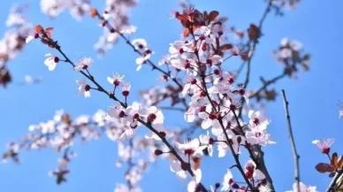 2026 ilk cemre ne zaman düşecek? Baharın habercisi cemre tarihleri belli oldu!