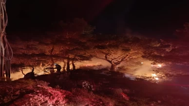 Bodrum’da ormanlık alanda korkutan yangın!