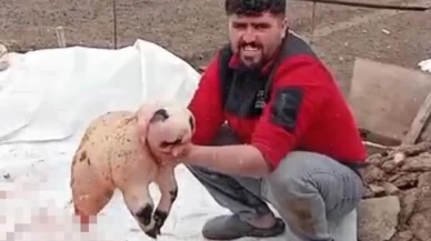 Bitlis’te panda görünümlü kuzu şaşkınlığı: Ölü doğan yavru için inceleme başlatıldı!