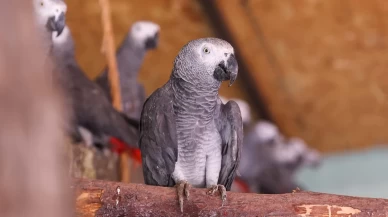 İstanbul Havalimanı’nda kaçak papağan operasyonu