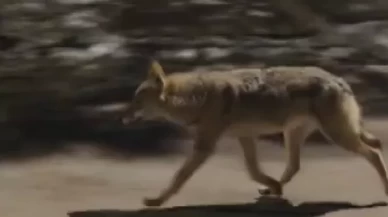 Malatya'da aç kalan kurt kameralara takıldı