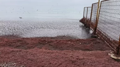 Sahil kırmızı yosunla kaplandı