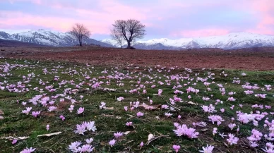 Elazığ'da renk cümbüşü! Çiğdemler erken açtı