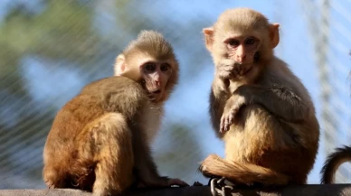 Yavru maymun "Portakal" koruma altında