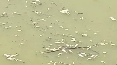 Uludere Çayı’nda korkutan görüntü: Toplu balık ölümleri inceleme altında