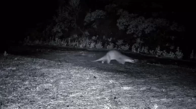 Ganos Dağları'nda su samurunun görüntülendi!