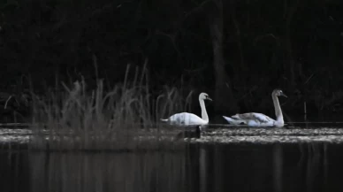 Yorgun düştüler, Efteni Gölü’nde durdular! 3 kuğu ekiplerin yakın takibinde