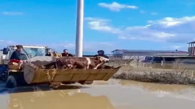 Manisa'da Gediz Nehri taştı! Selde inekler mahsur kaldı