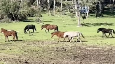 Bursa’da yılkı atlarının özgürlük gezisi