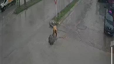 CHP’li belediyenin ihmali kamerada! Çukura düşen kadın hastanelik oldu