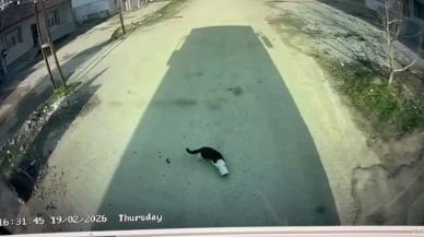 Malatya'da bir otobüs sürücüsü, kafası konserve kutusuna sıkışan kediyi kurtardı! İşte o anlar...