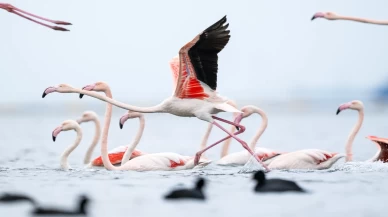Kocaeli Körfezi'nde renkli anlar! Flamingolar görüntülendi