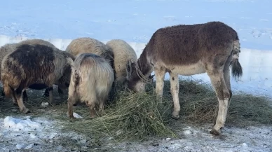 Ekipler ahır ahır gezip aşılama yapıyor!