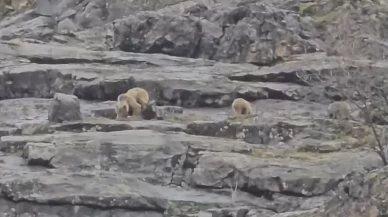 Munzur Vadisi’nde anne ayı ve yavruları kameralara böyle yakalandı