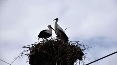 Saraydüzü'nde leylek şöleni: Cuma Ovası'na gelişler başladı