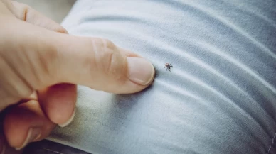 Kene sayısında artış! Uzmanlar uyardı: Bol yağış keneyi tetikledi