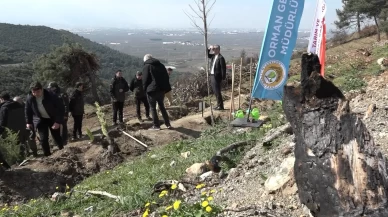 Yanan alanların %99’u yeniden ağaçlandırıldı!