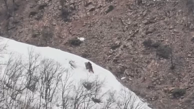 Pülümür Vadisi'nde ayılardan renkli görüntüler!