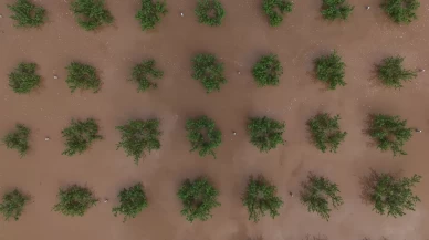 Manisa'da Gediz Nehri taştı, tarım arazileri su altında kaldı