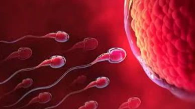 Yumurtalık ve sperm kalitesini artıran besinler açıklandı!