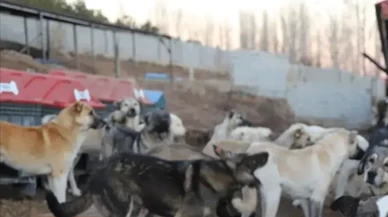 Görüntüler sosyal medyayı ayağa kaldırdı! İddialar üzerine soruşturma başlatıldı