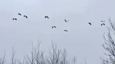 Sakarya'da leylek sürüsü mola verdi: İşte doğanın güzelliği...