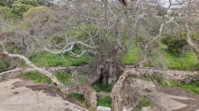 Bodrum'da doğa yürüyüşü yaparken fark ettiler: 2 bin yıllık çınar ağacı