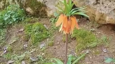 Diyarbakır'ın nadide çiçeği 'ters lale' baharı müjdeledi