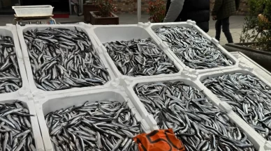 Kilosu 150 lira! Karadeniz’in incisi hamsi tezgahlara veda ediyor
