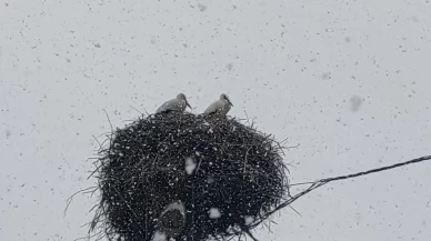 Baharın habercisi leylekler, Bingöl'de kar sürpriziyle karşılaştı!