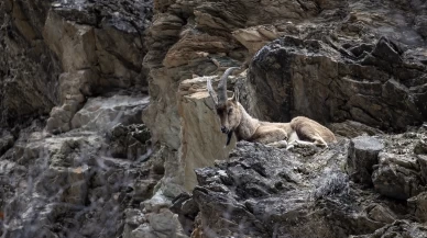 Munzur Vadisi'nde bahar hareketliliği: Yaban keçileri ve bozayılar gözlemlendi!