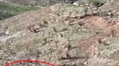 Çoban köpeğinden müthiş savunma: Koyunları domuzlardan kurtardı!