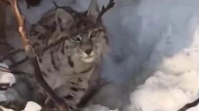 Yüksekova'da yerleşim alanına inen vaşak görüntülendi