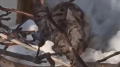 Yüksekova'da vaşak alarmı: Koruma altındaki yırtıcı görüntülendi