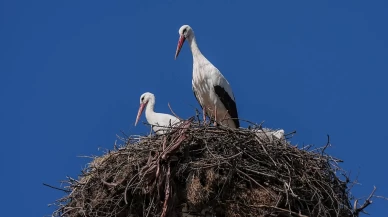 Uluabat’ta mutlu son: Yaren Leylek, Nazlı'sına kavuştu