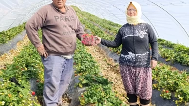 Kilosu 200 liradan yok satıyor! Manisa'nın tescilli lezzeti üreticiyi güldürdü